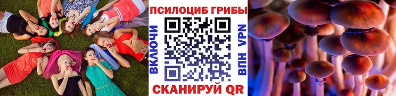 omg   Всеволожск  Галлюциногенные грибы Psilocybe 